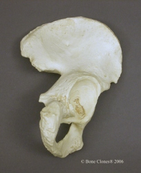Innominate, (1/2 Pelvis) , Human adult male