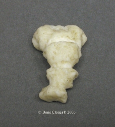 Coccyx, Human adult male