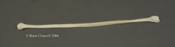 Fibula, Human adult male