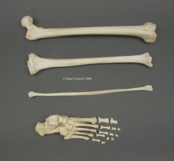 Leg, Human adult male, disarticulated