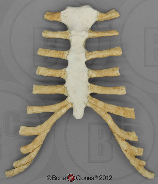 Thorax Assembly: sternum and cartilage, Human adult male