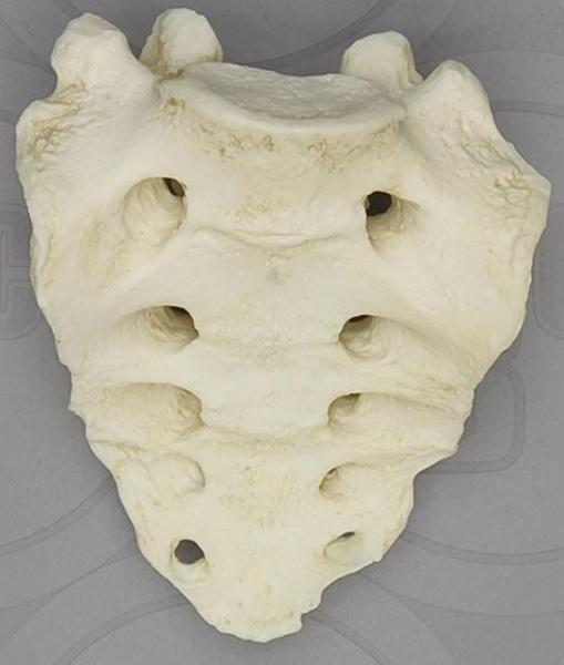 Sacrum, Human adult male