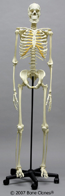 Male Human Skeleton, Asian, Articulated