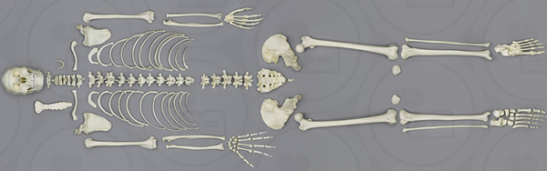 Male Human Male Skeleton, Asian, Disarticulated