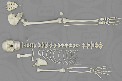 Male Human Half Skeleton, Asian, Disarticulated, calvarium-cut skull 