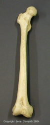 Modern Human , Adult Male Femur