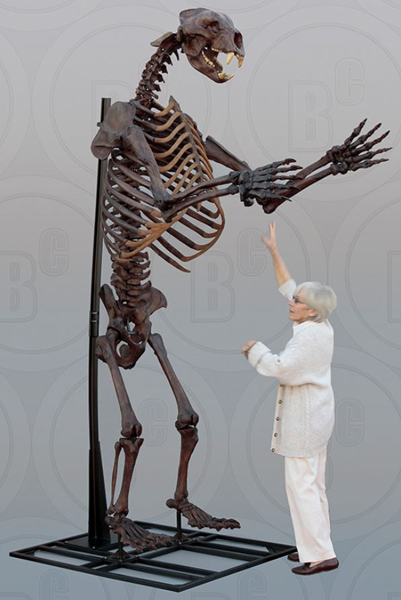 Short-faced Bear Skeleton, Articulated, Upright (Stand and Base Included)