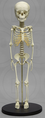 Skelett 5-jähriges Kind, 6000 Jahre alt