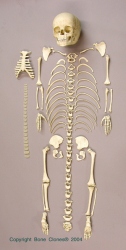 Human Child Skeleton 5-year-old Archaic, Disarticulated