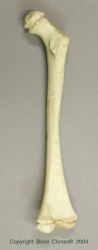 5-yr old Child, Archaic Femur