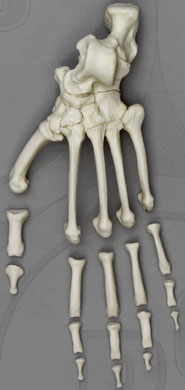 Bonobo Foot, Semi-articulated