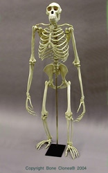 Bonobo Skeleton, Articulated