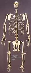 Bonobo skeleton-disarticulated