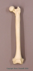 Bonobo Femur