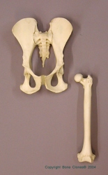 Female Bonobo Pelvis and Femur