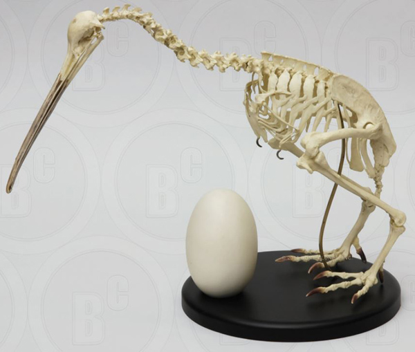 Kiwi Skeleton, Articulated with Egg