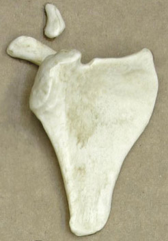 Scapula (L or R), Human 14-16-month-old Child