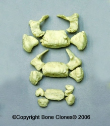 Sacrum Vert. (15) pcs., Human 14-16-month-old Child