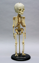 Skelett, 14-16-monatiges Kind