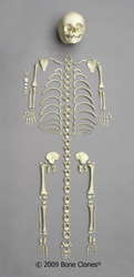 Skelett 14-16-monatiges Kind