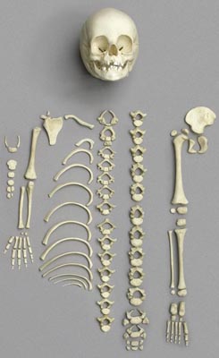 Halbes Skelett 14-16-monatiges Kind