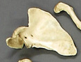 Scapula, Human adult female