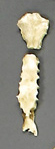 Sternum, Human adult female