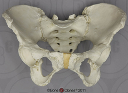 Pelvis, Human adult female