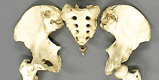 Pelvis, disarticulated, Human adult female 