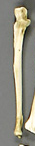 Ulna, Human adult female