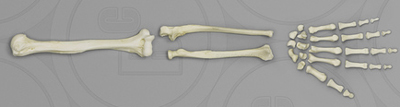 Human Female Asian Arm, Disarticulated without Scapula