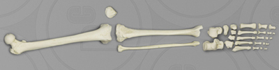 Leg, Human adult female, disarticulated