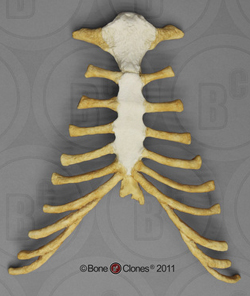 Thorax Assy, Assembled, sternum and cartilage, Human adult female
