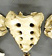 Sacrum, Human adult female