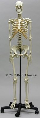 Female HumanSkeleton, Asian, Articulated