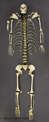 Skelett asiatische Frau