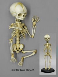 Human Fetal Skeleton, 32 weeks, Flexible, stand and base included