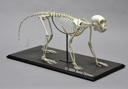 Capuchin Skeleton, articulated