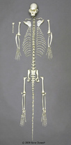 Capuchin Skeleton, disarticulated