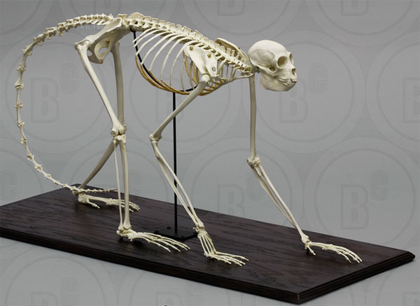 Spider Monkey Skeleton, articulated