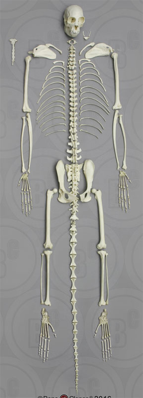 Black Spider Monkey Skeleton, disarticulated