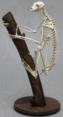Indri Lemur Skeleton, articulated, on log