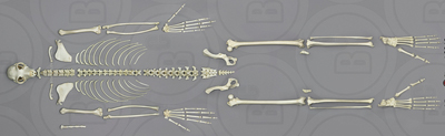 Indri Lemur Skeleton, Disarticulated, Log Not Included