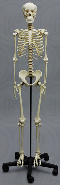Human Adolescent Skeleton, articulated