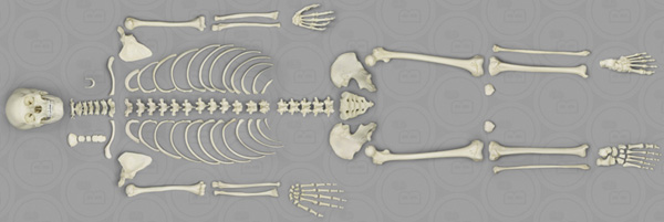 Human Adolescent Skeleton, disarticulated