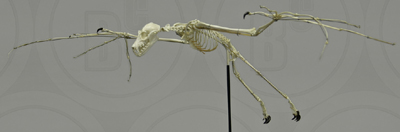 Greater Flying Fox Skeleton, Articulated