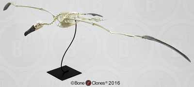 Black Footed Albatross Skeleton, Articulated