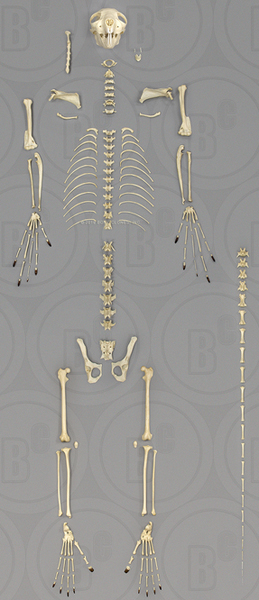 Aye-aye Skeleton, Disarticulated