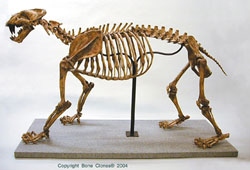 Xenosmilus skeleton, articulated