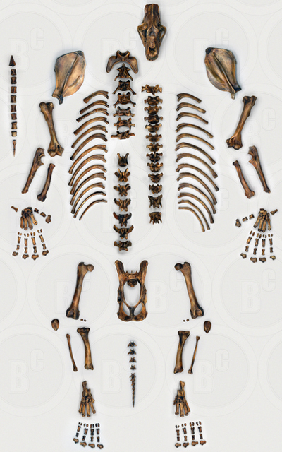 Xenosmilus skeleton, disarticulated, painted